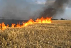 Науковці нагадують про неприпустимість спалювання рослинних залишків