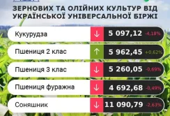 Підвищення цін на кукурудзу не передбачається, – аналітики