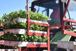Agrofusion: майстер-клас з вирощування томатів