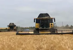 Жнива-2024 розпочато: на Миколаївщині збирають озимий ячмінь