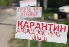 АЧС у Хмельницькій області знищив 12,5 тис. свиней