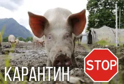 Втрати держбюджету від АЧС перевищили $5 млн
