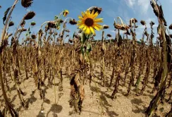Аграріям доведеться адаптуватись до змін клімату, – НААН