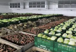 Аграрії будують овочесховища за власні кошти