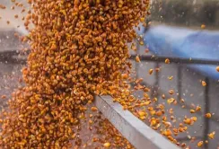 Аграрії стримують продажі кукурудзи на тлі невизначеності на світовому ринку