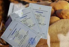 Агріко Україна зареєструвала три нові сорти картоплі