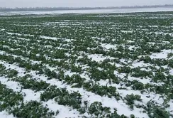 Агро-Регіон: озимі культури зайшли у зиму в доброму стані та наразі перебувають у стані спокою