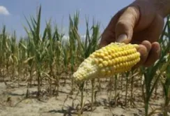 Чому Китай відмовився від української кукурудзи?