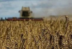 Обсяги агроекспорту зросли на 15%: найбільші зміни на молдавському та польському кордонах