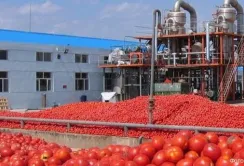 Agrofusion планує довести переробку томатів до 1 млн тонн