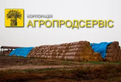 В "Агропродсервісі" скоротили поголів'я свиней, щоб мінімізувати ризики