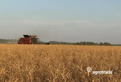У 2024 році найврожайнішою культурою для Групи АГРОТРЕЙД став озимий ріпак