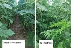 Боротьбу з амброзією в містах треба починати з полів