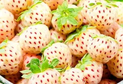 Білі полуниці: преміальний продукт з тропічним смаком та антиалергенними властивостями