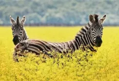 Тваринам в заповіднику «Асканія-Нова» потрібна наша допомога