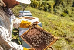 Частка фальсифікату ЗЗР висока та стабільна — на рівні 20-25%