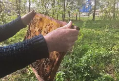 Бджолярі, горіхівники та збирачі дикоросів хочуть спрощення законодавства