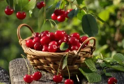 В ЄС зафіксовано нову бактеріальну хворобу на вишнях