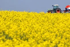 Білоруська ріпакова олія в ЄС: сліди з окупованої Херсонщини