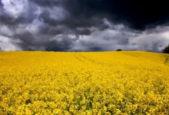 Corteva оголошує про намір співпраці з bp для розробки біопаливної сировини з низьким вуглецевим слідом