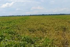 Фермер-монополіст в Уманському районі знищує посіви пайовиків