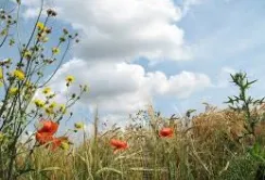 Хімія проти коренепаросткових бур’янів
