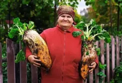 Щоб вирвати буряки-гіганти, подружжю пенсіонерів довелось викликати підмогу