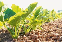 Bayer і KWS видали ліцензію на виведення стійких до гербіцидів цукрових буряків SESVanderHave