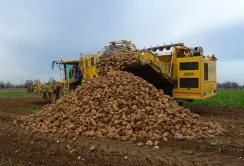 Цукрові буряки почали збирати раніше часу