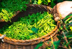 На Закарпатті вирощуватимуть елітний чай