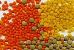 Індія запропонувала Вінниччині збільшити посіви сочевиці на експорт