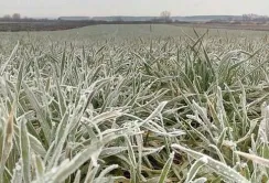 Через заморозки росія втратить до 20 млн т зерна