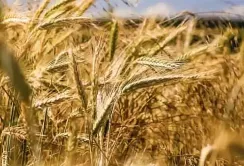 У Франції через зміну клімату очікують зниження врожаю на 20%