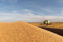 Аграрії Черкащини отримали вищу, ніж торік, врожайність