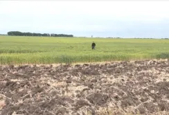 Поля Черкащини потерпають від ґрунтової засухи