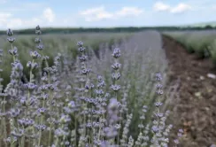 У Чернівецькій області відкриють завод з переробки лаванди