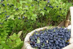 У Чернівецькій області будуть вирощувати польську чорницю