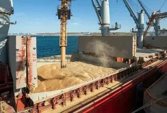 У червні через чорноморські порти відвантажили на 1 млн т зерна більше, ніж минулого року