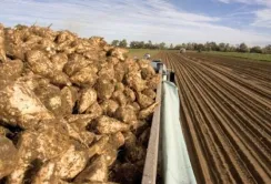 Тернопільські цукрові заводи перевиконують план