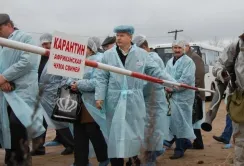 На Одещині - новий спалах АЧС, загинуло 35 свиней