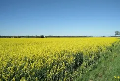 Ціна на ріпак може сягнути 500 євро за тонну, – аналітики