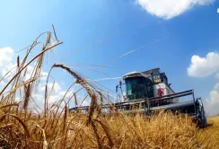 Ціна на зерно не покриває затрати на його вирощування