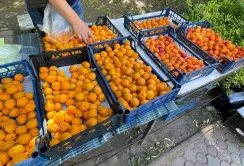 Ціни на перші абрикоси на третину нижчі, ніж минулого року