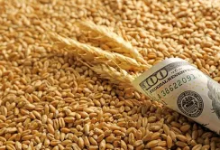 Ціни на агропродукцію: кукурудза дорожчає, пшениця скорочує спред, а соя стикається з конкуренцією