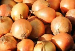 Ціни на цибулю знижуються через низьку якість продукції