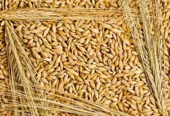Ціни на фуражний ячмінь продовжили своє зростання