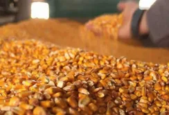 Ціни на фуражну кукурудзу знижуються через ситуацію в портах