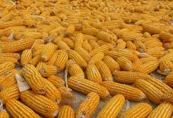 Ціни на фуражну кукурудзу в Україні продовжують зростати