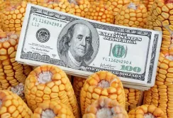 Ціни на кукурудзу знижуються під впливом погодних умов та активізації сівби