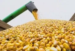 Ціни на кукурудзу зросли: аграрії активізували продажі